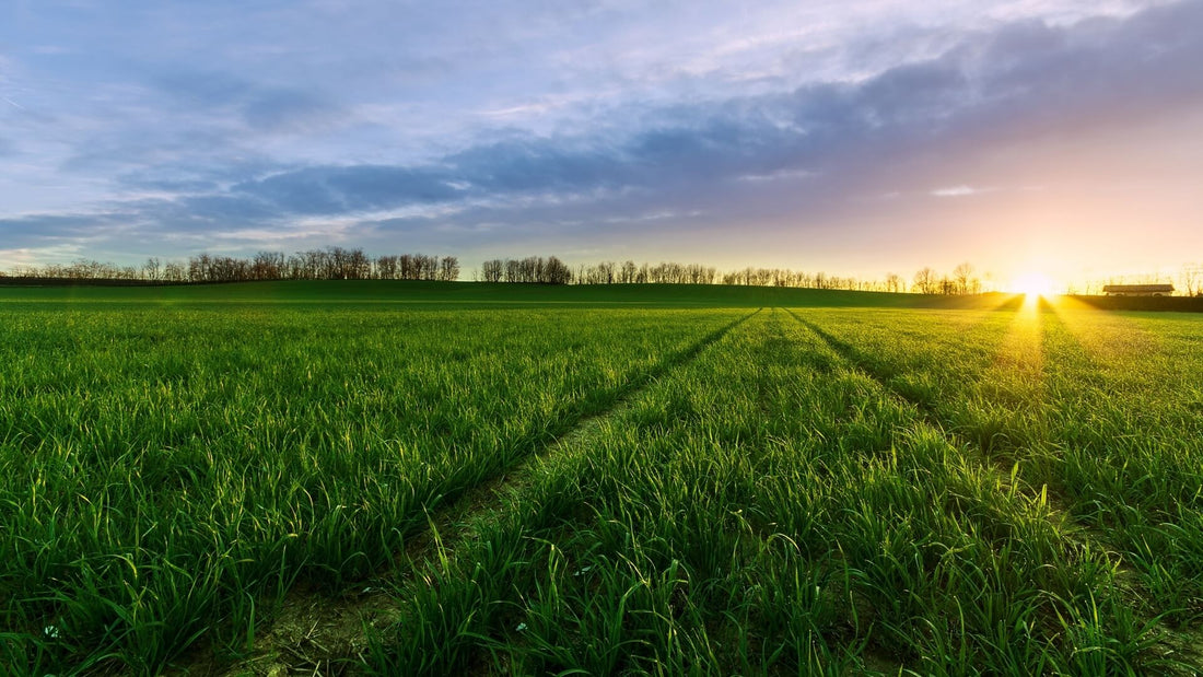 Wired or Wireless Earbuds?