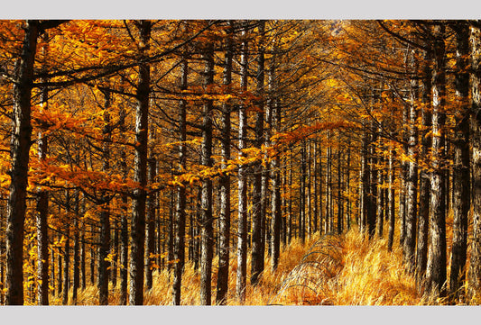 What Changes Do wireless earbuds Make to our lifestyle?