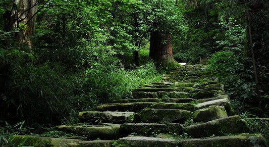 Looking for a pair of Budget Earbuds?